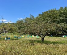 Продажа Участок Шеки г.