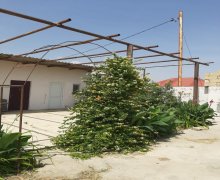 Kirayə (günlük) İstirahət Mərkəzləri Siyazən ş.