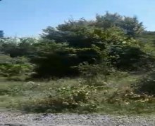 ismayillida torpaq alqi satqisi İsmayıllı ş.