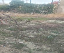 qurd deresi torpaq alqi satqisi Sumqayıt ş.