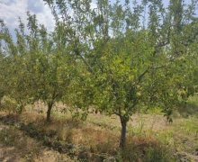 xacmazda torpaq alqi satqisi Xaçmaz ş.