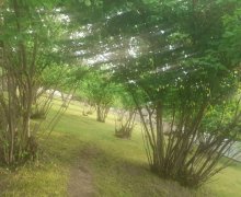 qebelede torpaq alqi satqisi Qəbələ ş.