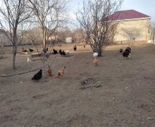 xirdalanda torpaq Xırdalan ş.