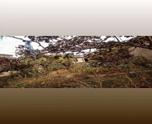 Satılır Torpaq Binə qəs., Xəzər r.