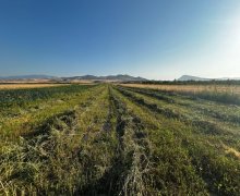 Satılır Torpaq Şabran ş.