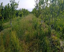 xacmazda torpaq alqi satqisi Xaçmaz ş.