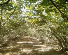 Продажа Участок Хачмаз г.