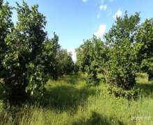 qebelede torpaq alqi satqisi Qəbələ ş.