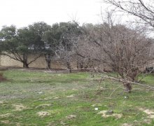 Satılır Torpaq Xalqlar dostluğu m., Nizami r.