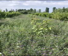 Satılır Torpaq Xaçmaz ş.