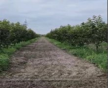 elanlari alqi satqisi elanlari Göyçay ş.