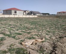 rayonlarda torpaq alqi satqisi Goradil, Abşeron r.