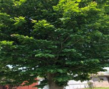 elanlari alqi satqisi elanlari Lənkəran ş.