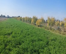 elanlari alqi satqisi elanlari Bərdə ş.