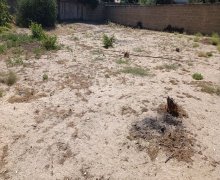 novxanida torpaq satilir Novxanı, Abşeron r.