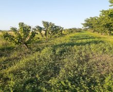 xacmazda torpaq alqi satqisi Xaçmaz ş.