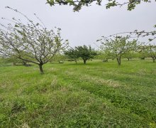 ismayillida torpaq alqi satqisi İsmayıllı ş.