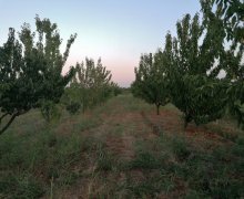 xacmazda torpaq alqi satqisi Xaçmaz ş.