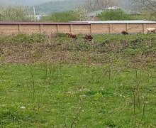 Satılır Torpaq Qəbələ ş.