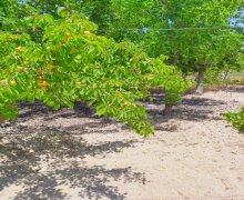 Satılır Bağ evi Novxanı, Abşeron r.