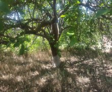 novxanida torpaq satilir Novxanı, Abşeron r.