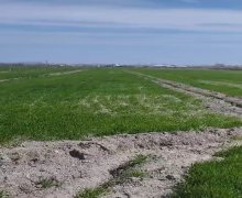 elanlari alqi satqisi elanlari Şabran ş.