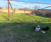 buzovnada torpaq satilir Buzovna, Xəzər r.