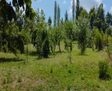 ismayillida torpaq alqi satqisi İsmayıllı ş.