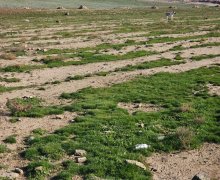 novxanida torpaq satilir Novxanı, Abşeron r.