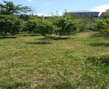 novxanida torpaq satilir Novxanı, Abşeron r.