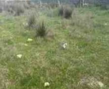 elanlari alqi satqisi elanlari Xızı ş.