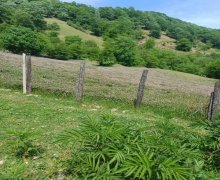 elanlari alqi satqisi elanlari Lerik ş.