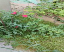 Satılır Həyət evi/villa Masazır, Abşeron r.