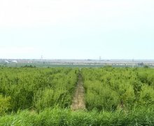 Satılır Obyekt Şabran ş.