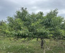 Satılır Torpaq Lənkəran ş.