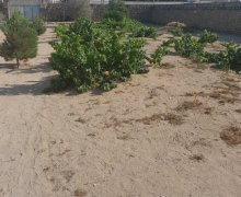 Satılır Torpaq Türkan, Xəzər r.