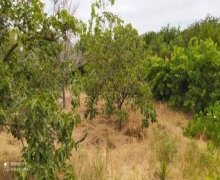 qurd deresi torpaq alqi satqisi Sumqayıt ş.