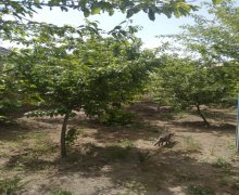 mastagada torpaq alqi satqisi Koroğlu m., Maştağa qəs., Sabunçu r.