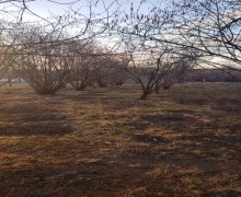 Satılır Torpaq Qəbələ ş.