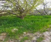 Satılır Torpaq Digah, Abşeron r.