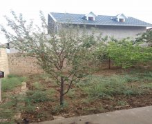 Satılır Torpaq 20 Yanvar m., Fatmayi, Abşeron r. Satılır Torpaq 20 Yanvar m., Fatmayi, Abşeron r.