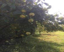 xacmazda torpaq alqi satqisi Xaçmaz ş.