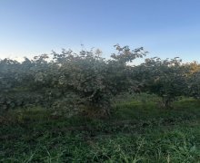 xacmazda torpaq alqi satqisi Xaçmaz ş.