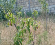 qurd deresi torpaq alqi satqisi Sumqayıt ş.