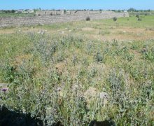 mastagada torpaq alqi satqisi Koroğlu m., Maştağa qəs., Sabunçu r.