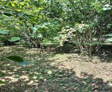 Satılır Torpaq Qəbələ ş.