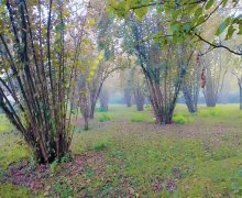 Satılır Torpaq Qəbələ ş.