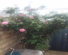 Kirayə (aylıq) Həyət evi/villa Azadlıq m., Binəqədi r.