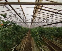 Satılır Obyekt Türkan, Xəzər r.