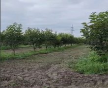 elanlari alqi satqisi elanlari Göyçay ş.